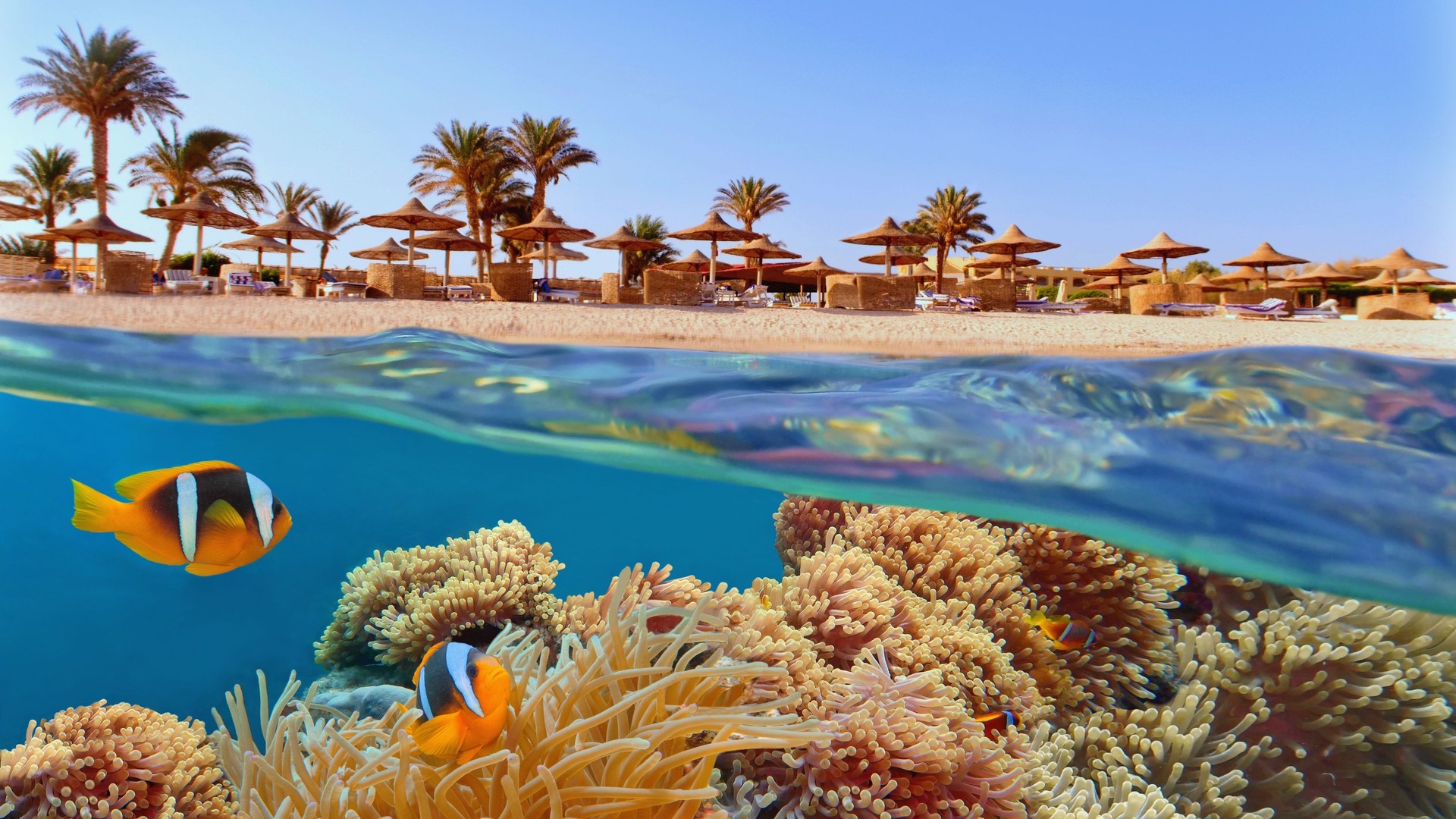 Barriera corallina tropicale e pesce pagliaccio in anemone di mare. la spiaggia con palme e sole ombrelle sullo sfondo, mar rosso, egitto